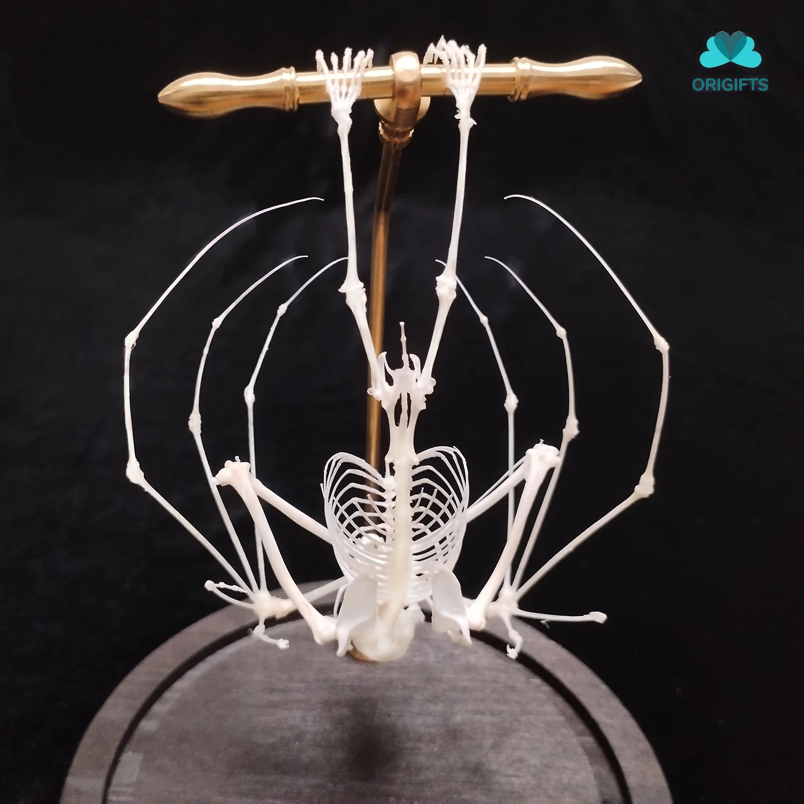 Natural Bat Bone Original Animal Skeleton Taxidermy Specimen Collectibles Auspicious Home Decoration Feng Shui Ornaments Gifts