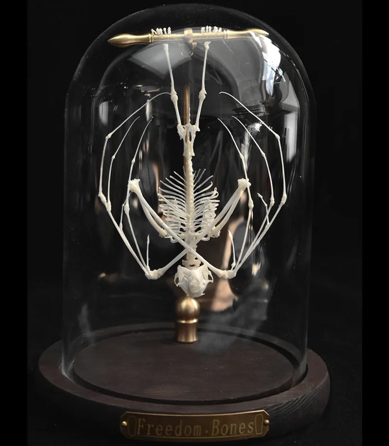 Natural Bat Bone Original Animal Skeleton Taxidermy Specimen Collectibles Auspicious Home Decoration Feng Shui Ornaments Gifts