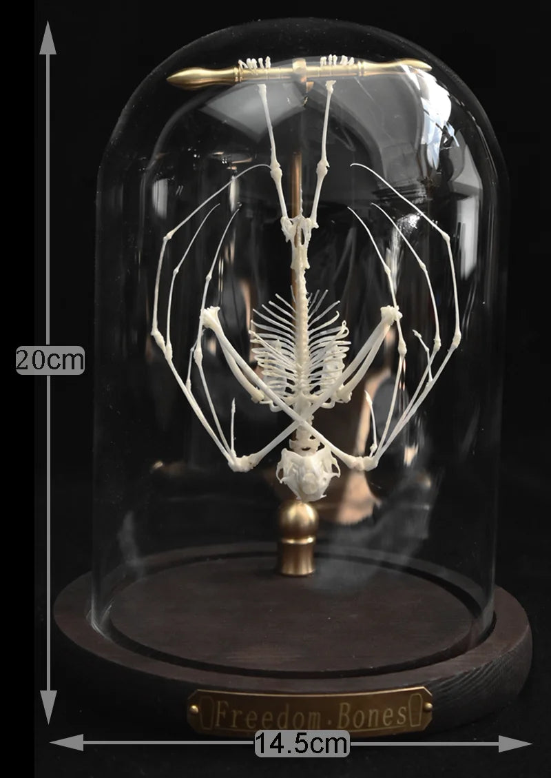 Natural Bat Bone Original Animal Skeleton Taxidermy Specimen Collectibles Auspicious Home Decoration Feng Shui Ornaments Gifts