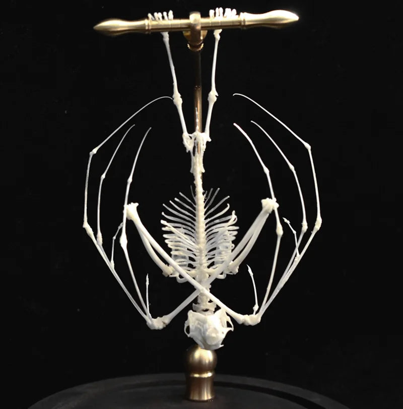 Natural Bat Bone Original Animal Skeleton Taxidermy Specimen Collectibles Auspicious Home Decoration Feng Shui Ornaments Gifts