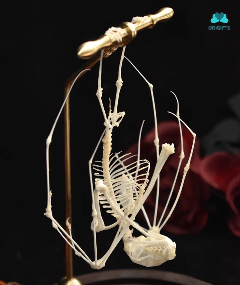 Natural Bat Bone Original Animal Skeleton Taxidermy Specimen Collectibles Auspicious Home Decoration Feng Shui Ornaments Gifts