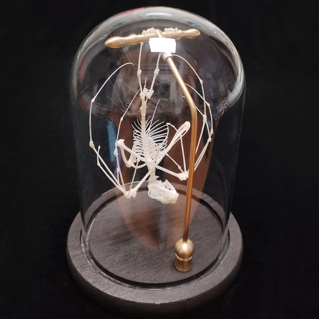 Natural Bat Bone Original Animal Skeleton Taxidermy Specimen Collectibles Auspicious Home Decoration Feng Shui Ornaments Gifts