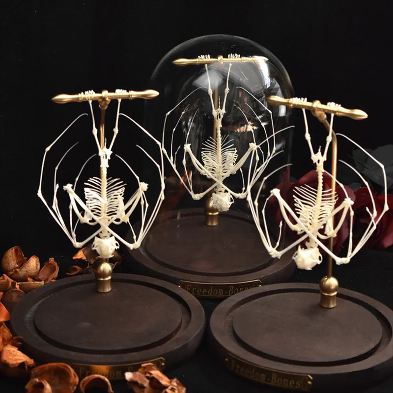 Natural Bat Bone Original Animal Skeleton Taxidermy Specimen Collectibles Auspicious Home Decoration Feng Shui Ornaments Gifts