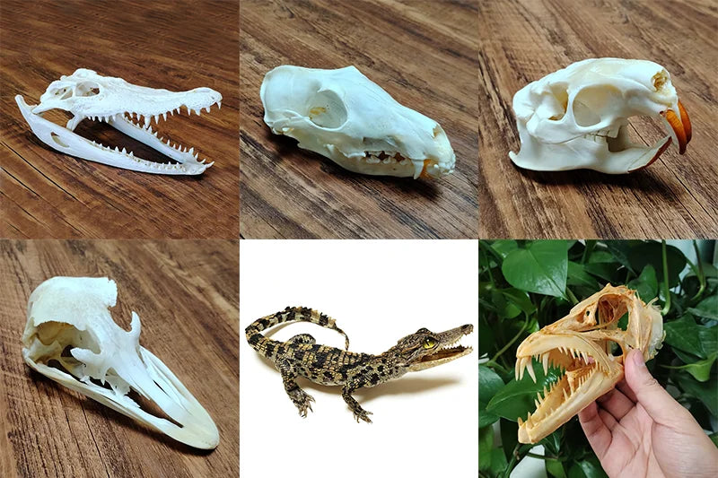 Natural Bat Bone Original Animal Skeleton Taxidermy Specimen Collectibles Auspicious Home Decoration Feng Shui Ornaments Gifts