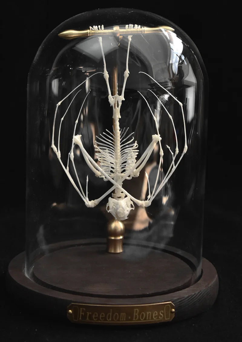 Natural Bat Bone Original Animal Skeleton Taxidermy Specimen Collectibles Auspicious Home Decoration Feng Shui Ornaments Gifts